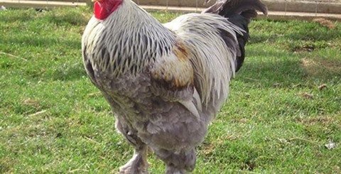 Poulet Brahma
