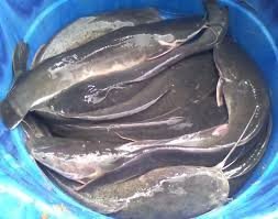 Poisson Chat (Silure)